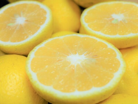 はるか　5Ｋ　熊本不知火産　上品な甘さ！