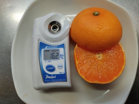 柑橘２種食べ比べ　せとか・はるか　家庭用　箱込み4.5キロ