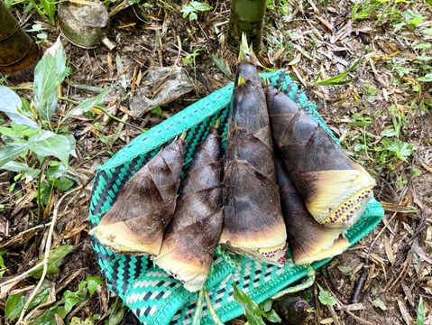 【山形産】天然・孟宗筍（4kg）孟宗竹のタケノコ・たけのこ・竹の子 - 山形県酒田市八幡地域の里山・大沢産の山菜
