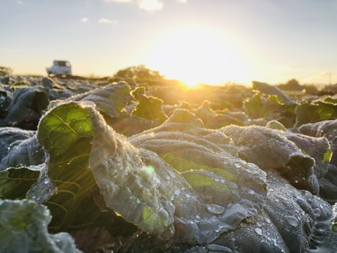 【予約開始です！】新潟県村上市より直送！春ブロッコリー　おはよう（１２個入り）