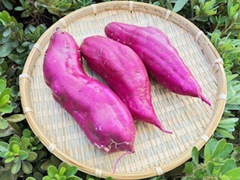 しっとりとした味わい　熟成　紅はるか（大きさいろいろ　（ご家庭用　約１０㎏）