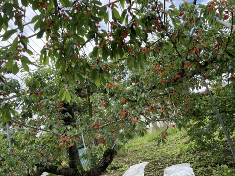 ★佐藤錦★その日に採れたて状態で発送★山形県産★さくらんぼ　『L2L』混合　　700g (贈答用)にも★