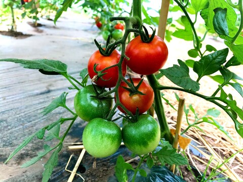 旬の夏野菜　糖度の高いフルーツトマト　フルティカ　4ｋｇ　甘いミディトマト