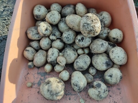 🥔採れたて新ジャガ✨農薬・化学肥料不使用「ニシユタカ」3kg　Mサイズ🥔