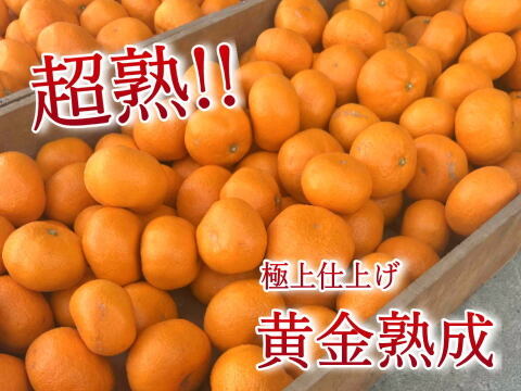 【訳あり】濃甘っ！黄金熟成で晩生みかん本来の甘さや旨さを最大限に！食べるみかんジュース！まさにトップ・オブ・ザ・みかん！超熟みかん「熟太郎（じゅくたろう）」訳あり品　サイズ混合　５kg【628】