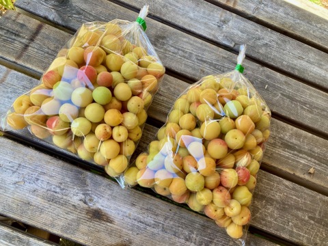 熟小梅 織姫 自然栽培 農薬・除草剤、化学・動物性肥料不使用 約2kg