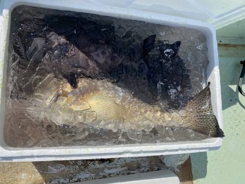 イシダイ　石鯛　素潜り漁！1ー1.5kサイズ！