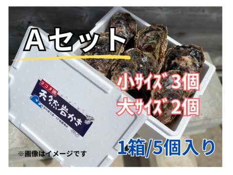 【夏期限定】ヨコタ礁天然岩牡蠣_生食用　Ａセット（小3個、大2個入）