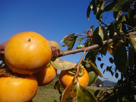 自然栽培で育った甘柿の甘くておいしいドライフルーツ柿（30g）