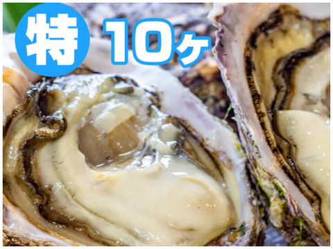 徳島県産 天然 岩牡蠣
【特大  １０ヶ入】