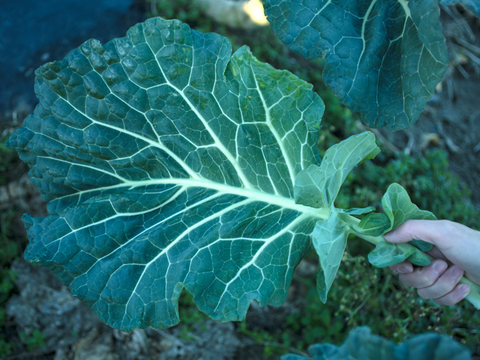 【母の日ギフト】スーパーフード「ケール」餃子＆無添加 旬搾り青汁グリーンジュース「いつまでも元気でいてね！」というメッセージを込めて