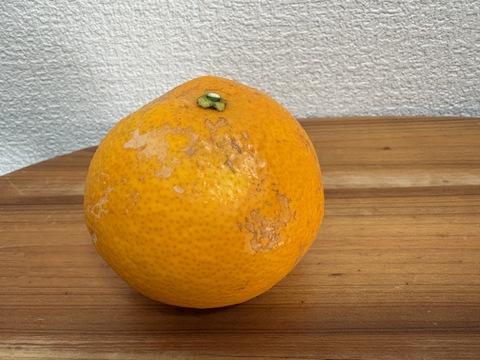 香り華やか　はっさく　箱込み５kg 2級品　家庭用　無選別　和歌山県産