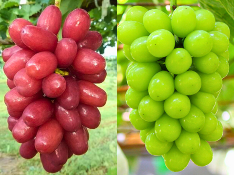 【シャイン彩セット】シャインマスカット＋クイーンセブンのセット