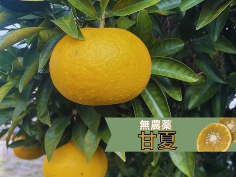 【農薬不使用】訳あり甘夏 
サイズは250gから300g Lサイズ　4800g以上箱込み　ジャム作りに最適　糖度11度以上　当農園調べ