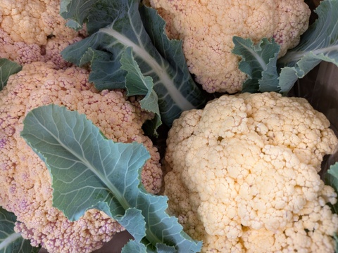 小ちゃい🟡オレンジちゃん