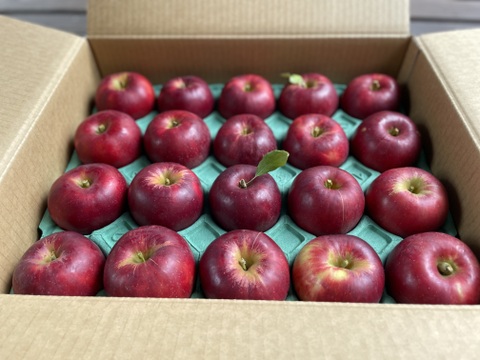 葉とらず　紅玉　約9.5kg【2025年産】