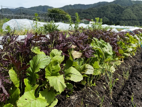 朝採れ！自然栽培野菜4種の極上サラダセット　700g