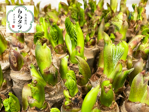 【1月5日頃から順次発送】タラの芽 真ダラ・もちタラ 食べ比べセット