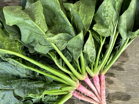 500g [信州産]アクがなく柔らかい春の根付きほうれん草