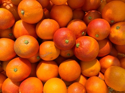 かなちゃんおまかせ！有機JAS柑橘セット【柑橘食べ比べ】5kg