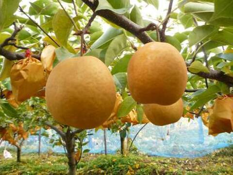 クール便「王秋梨」2.5キロ(4～6玉)たにがみ農園 鳥取県産 みずみずしい 梨 nashi ナシ なし【冬ギフト】