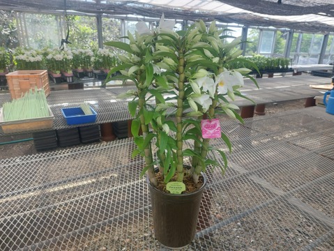 【母の月ギフト】ボリュームのある豪華な蘭をどうぞ 夏の蘭“フォーミディブル”5本立