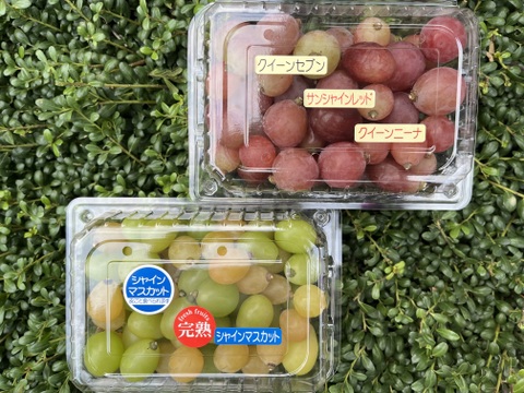熟度いろいろシャインと、赤緑系ぶどうバラエティパック♪