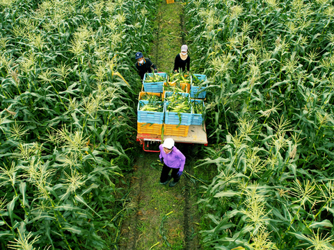 晴れの国岡山県産！メロンより甘い！朝採れフルーツコーン（とうもろこし）10本【6月下旬から発送予定、なくなり次第終了】