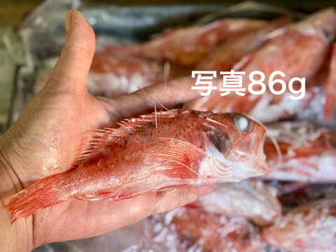 【バラ凍結】欲しい分だけ解凍OK！夢カサゴ1kg