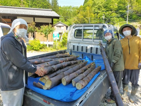 【先行予約】筍食べ比べ♪4月23日から収穫予定！朝採れ筍水煮2種セット各200g