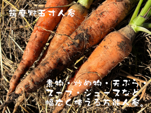 【訳あり】煮物に最適！　固定種の野菜セット11月 (霜月)