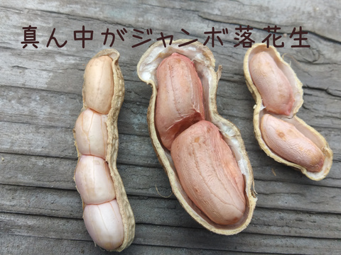掘りたて新鮮！ゆで用ジャンボ生落花生3kg(1500円/kg)