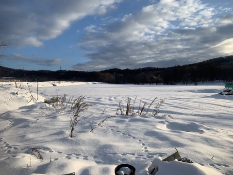 北海道産有機人参(大)  10kg