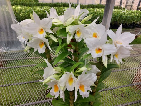 【母の日ギフト】夏の蘭“フォーミディブル〟4本立