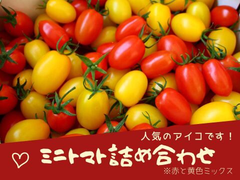 ミニトマト詰め合わせ（アイコ）1ｋｇ