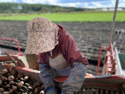 ねっとりとした食感と甘み！紅じゃがいも・レッドムーン（合計5キロ）