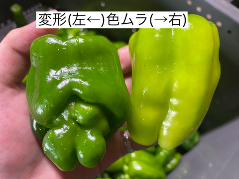 ※本日最終セール※【訳あり詰め合わせ】採れたてピーマン４kg