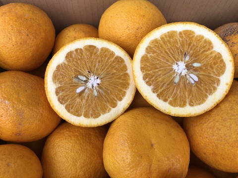 甘夏 サイズ混合 国産 静岡県浜松市産 (約８kg）