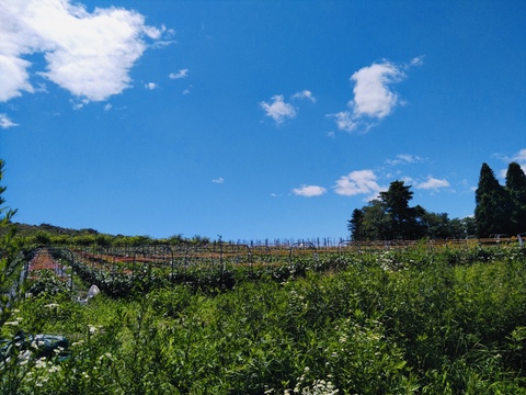 【１kg 青森県産特別栽培ピーマン】フレッシュ採れたてジューシー　1個40-60g　20個程度