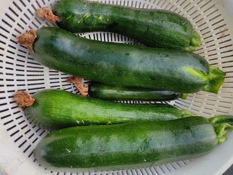 旬のお野菜セット（5～7品）クール便