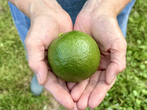 果汁たっぷり！香り豊か！今が旬のレモン『マイヤー』2kg