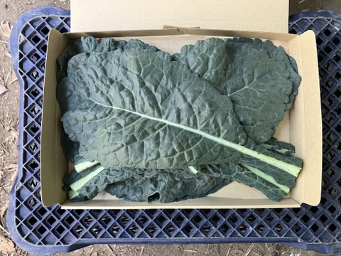 【鹿児島産】甘塩カーボロネロ箱込み200g^_^