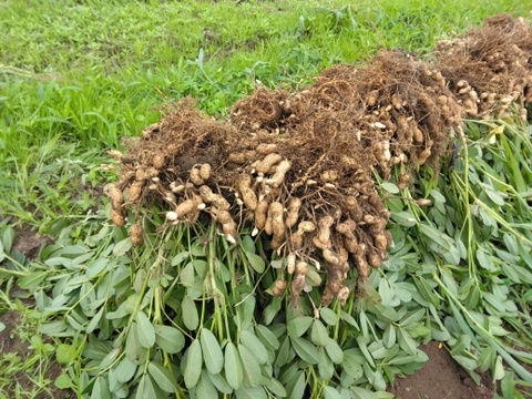 『千葉県産・生落花生・おおまさり』☆洗浄済☆茹でて美味しい☆約1kg☆