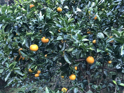 八朔5kg房州産(農薬・化学肥料不使用)