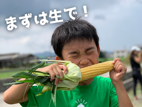 【自然のスイーツ】生がイチバン！朝採りフルーツコーン 10本入り