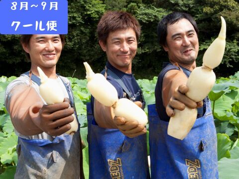 【美肌】夏れんこん2kg  ★冷蔵便でシャキ旨直送 贈り物に◎至高の美味しさ/ 蓮根 / レンコン