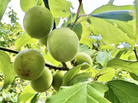 自然農 青梅 1kg