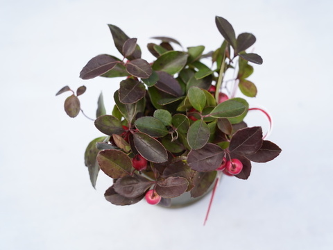 ミニ盆栽【チェッカーベリー✖️竹筒】高さ15cm × 横14cm