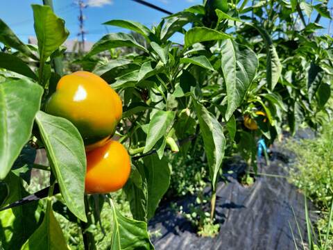 【トマトがメイン】お試しサイズ！旬の夏野菜5品セット