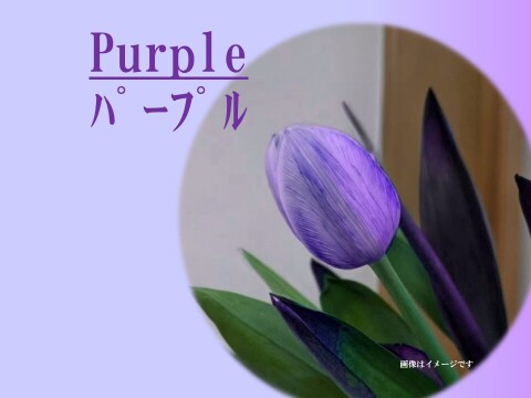 染チューリップ　10本　パープル　発送日は1月中以降となります。　※北海道・沖縄発送不可※